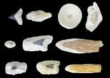 Miocene, Bone Valley Fossil Lot - Florida #137353-1